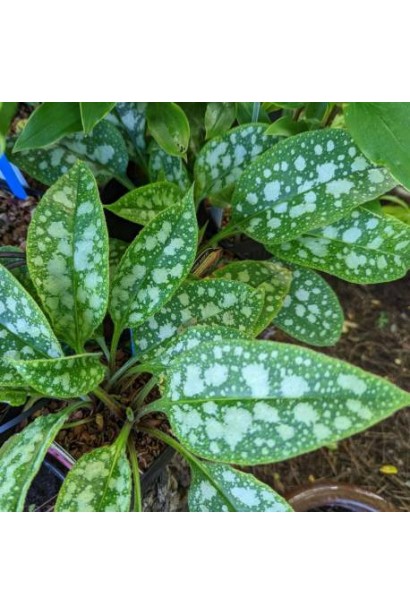 Листя медуниці Variegata крупним планом із контрастним малюнком